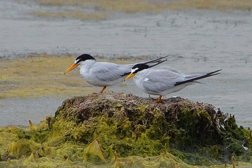 Tern, Least, 2016-06288609 Parker River NWR, MA.JPG - Least Tern. Parker River National Wildlife Refuge, MA, 6-28-2016